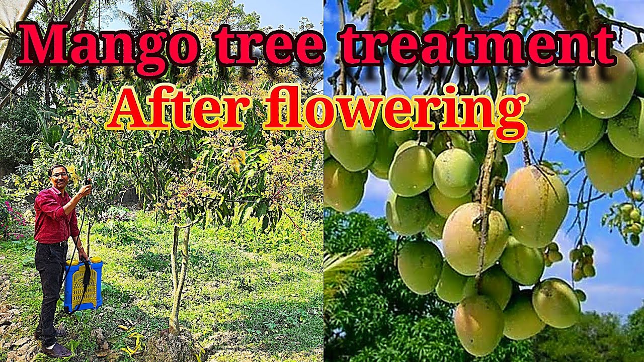 Mango tree treatment after flowering to get an enormous amount of fruits. Treatment of Malformation