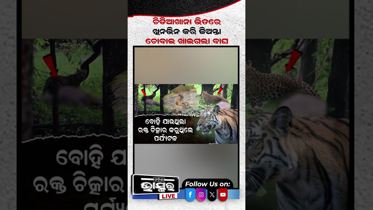 ସମ୍ବରକୁ ଘୋଷାଡି ନେଇ ଖାଇଗଲା ବାଘ #tiger #odishabhaskar #shortvideo