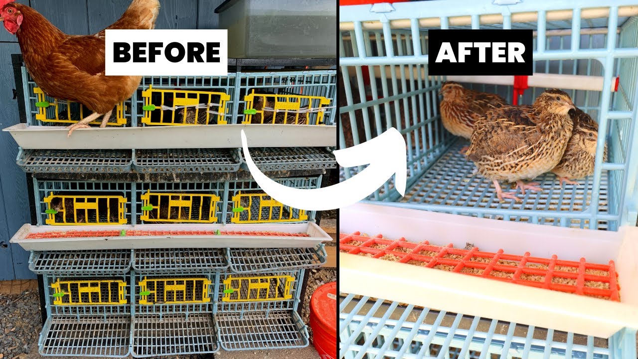 Hatching Time Quail Cage Clean with Me