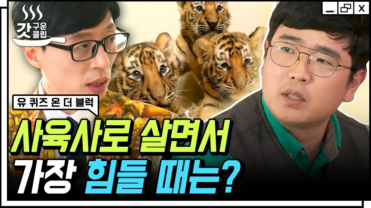 [#유퀴즈온더블럭] '사육사의 발자국 수에 동물들의 건강과 행복이 비례한다' 호랑이 오둥이를 돌보는 사육사 자기님들의 육아(?) 이야기🐯 | #Diggle #갓구운클립