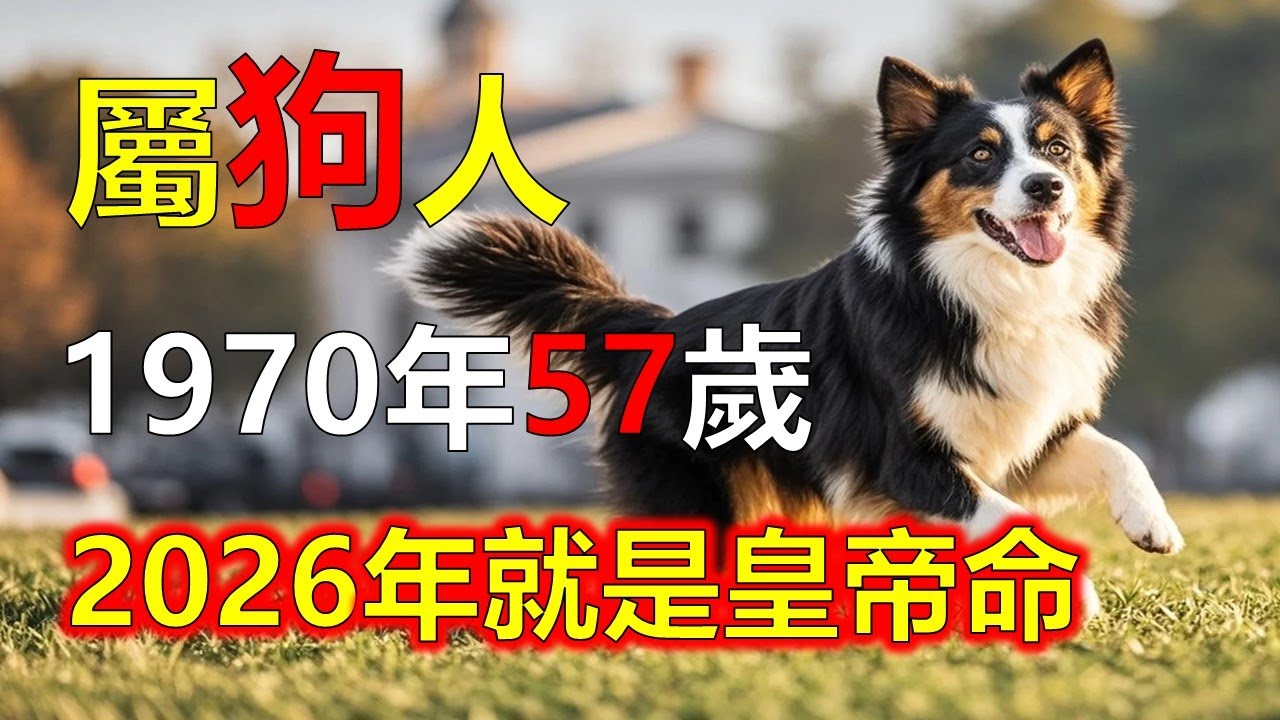 1970年屬狗人，2026年就是皇帝命#2026狗#生肖狗#1970 狗