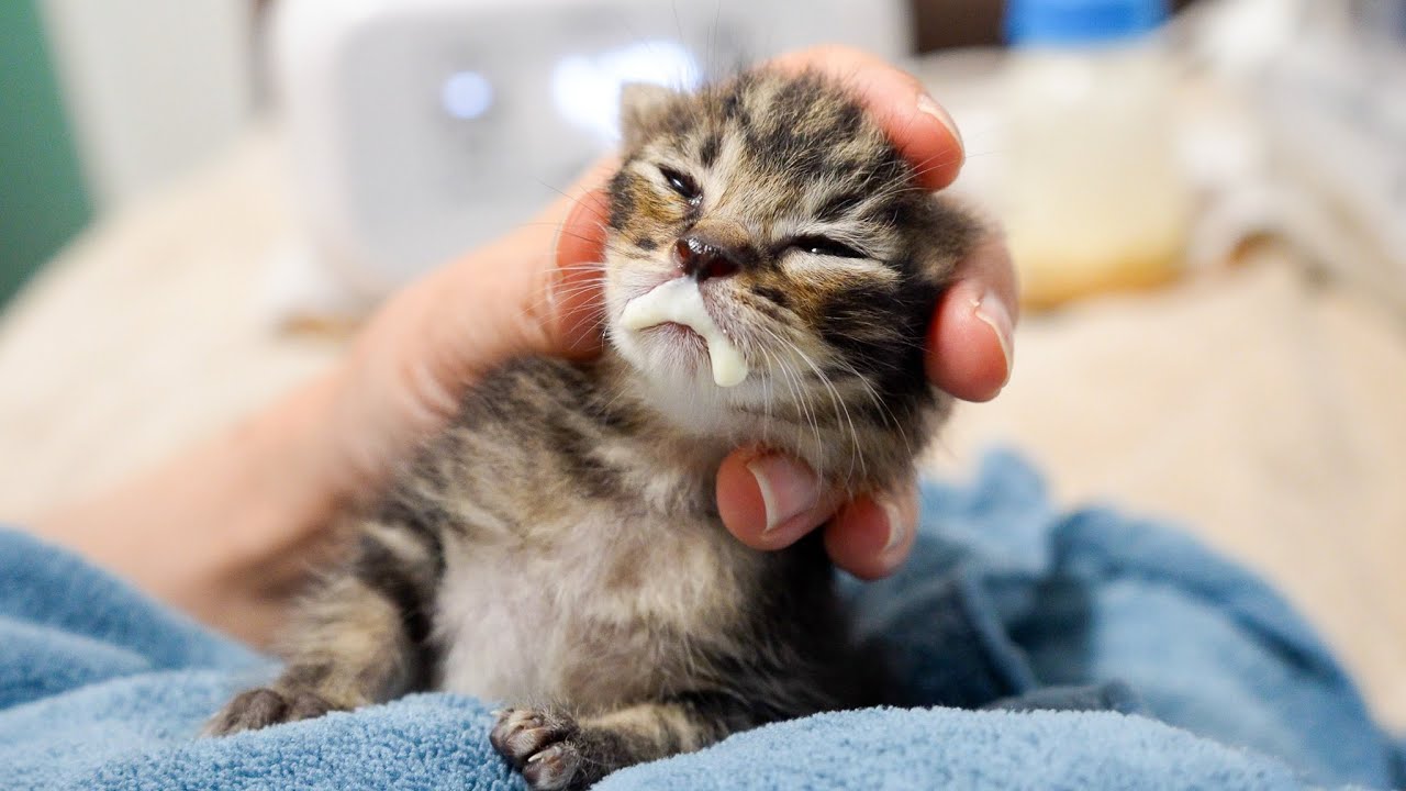Хаос времени молока с шестью игривыми котятами 🍼🐱