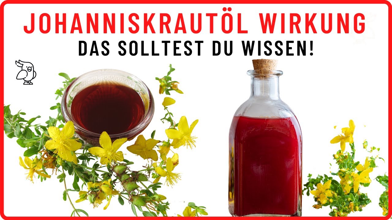 ✅JOHANNISKRAUTÖL WIRKUNG❗❗ ein unterschätztes Heilkraut, das vieles kann I Johanniskraut Wirkung