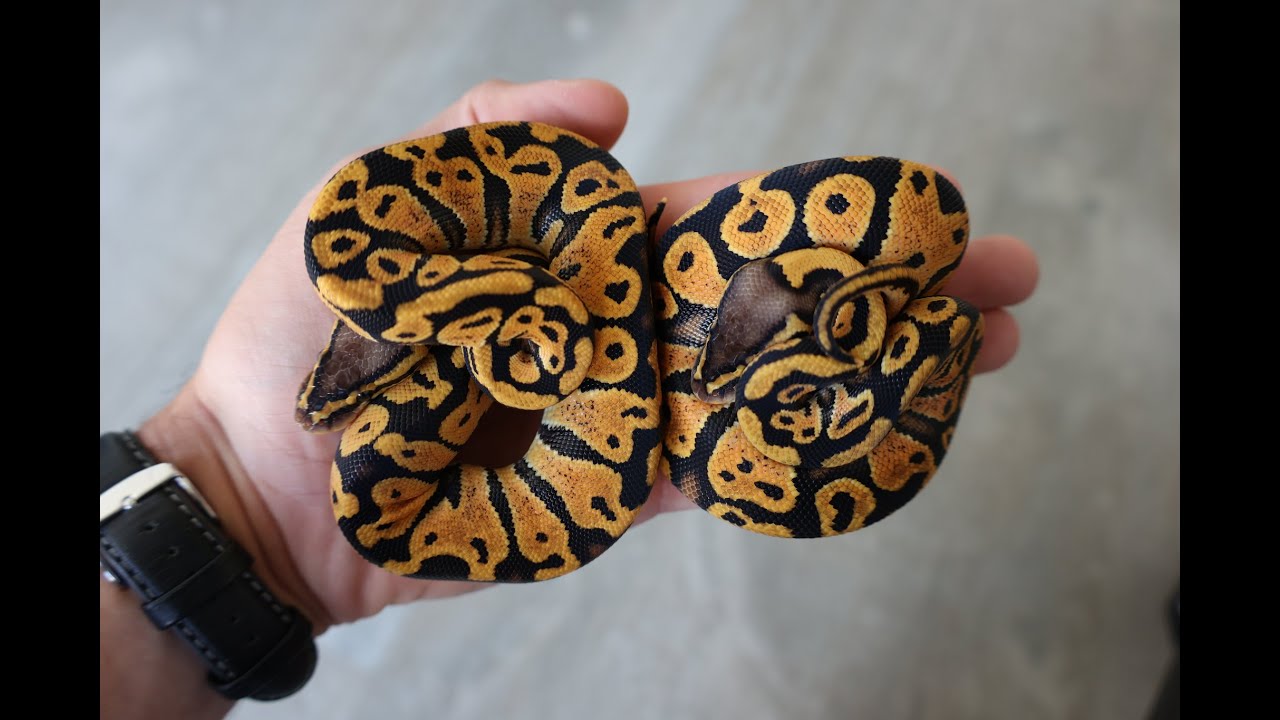 Polska wersja - odcinek poświęcony odmianie NR Mandarin (Nuyten Reptiles Mandarin)