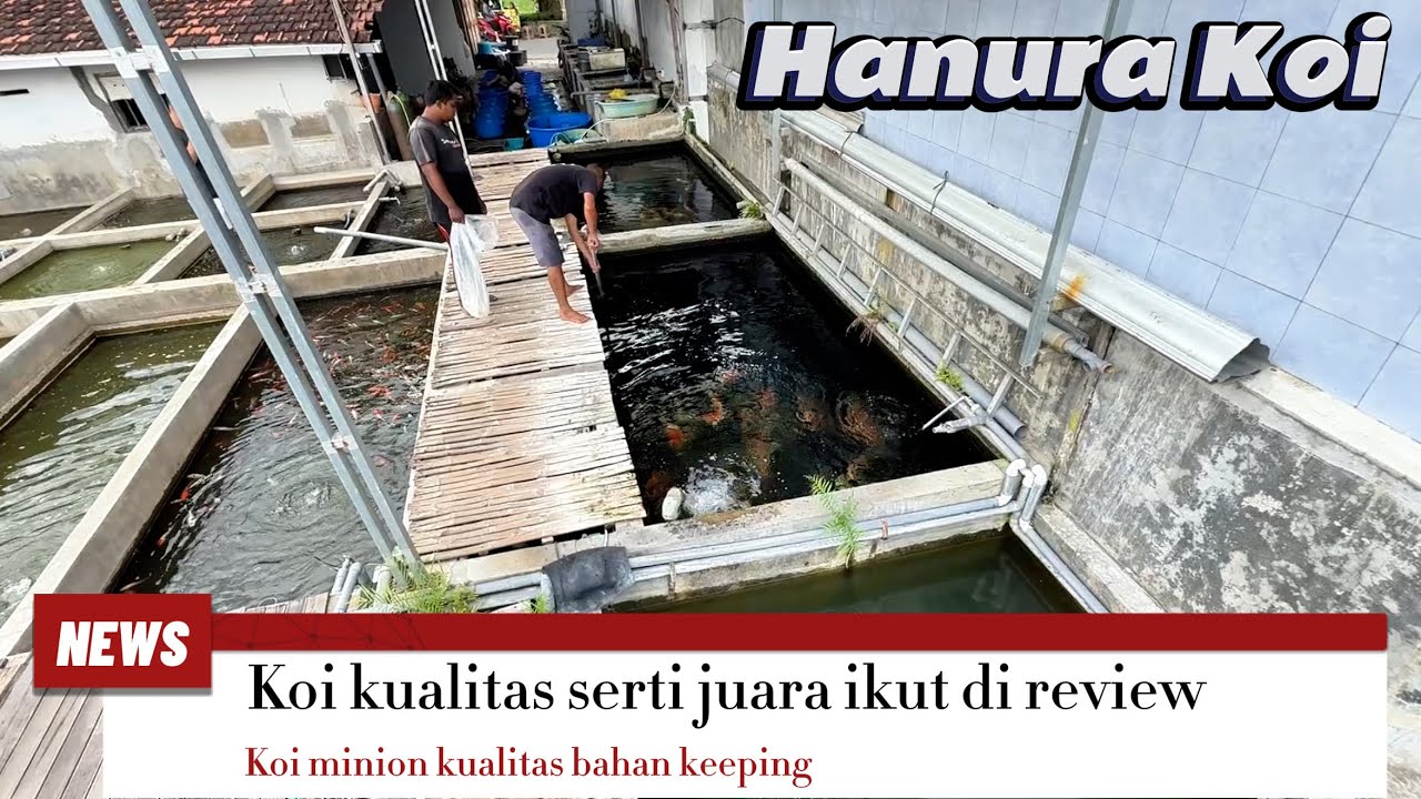 Koi kualitas serti juara ikut di sajikan‼️bahan kualitas keeping melimpah ‼️hanura Koi Tulungagung 