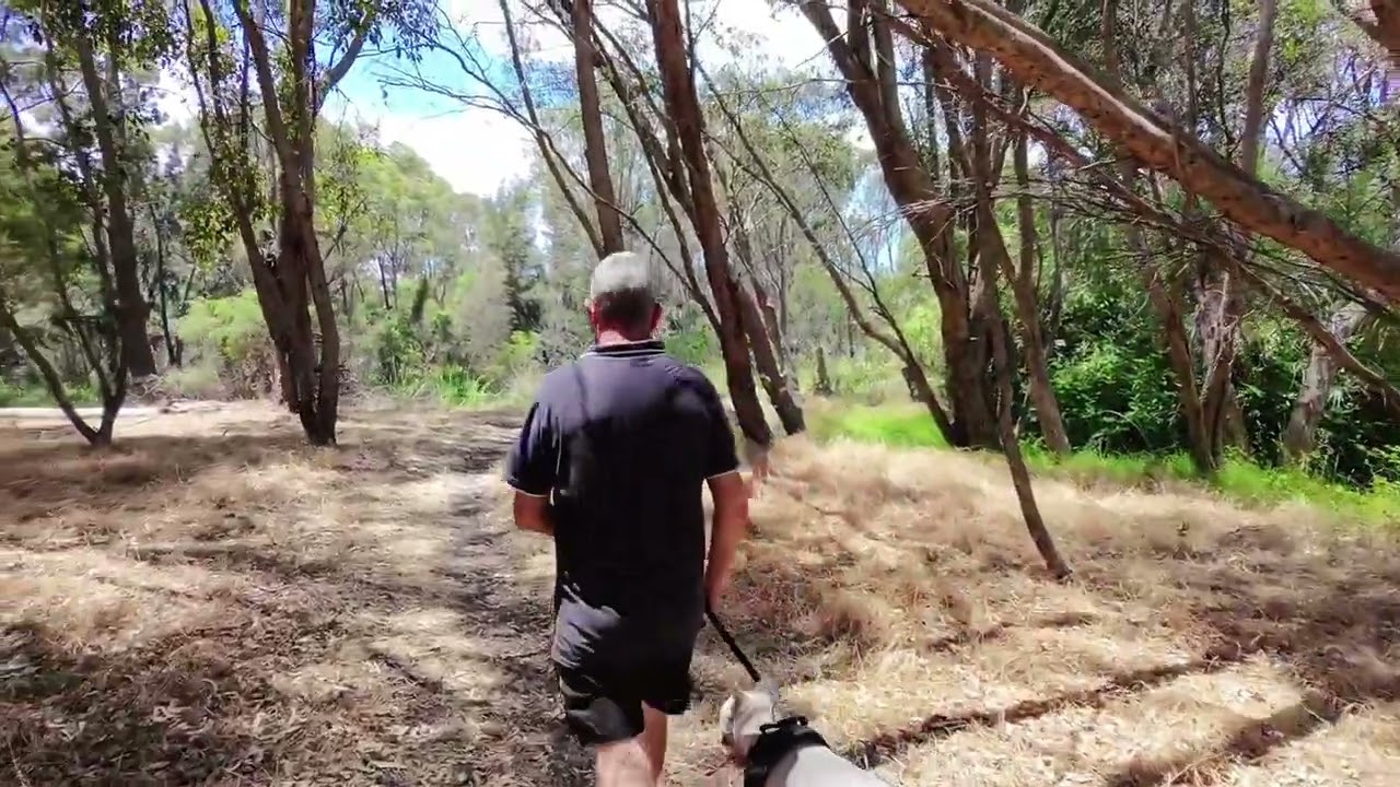 sunset dog walk australia
