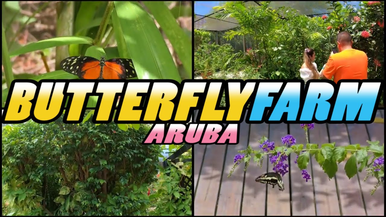 BUTTERFLY FARM - Aruba (4k)