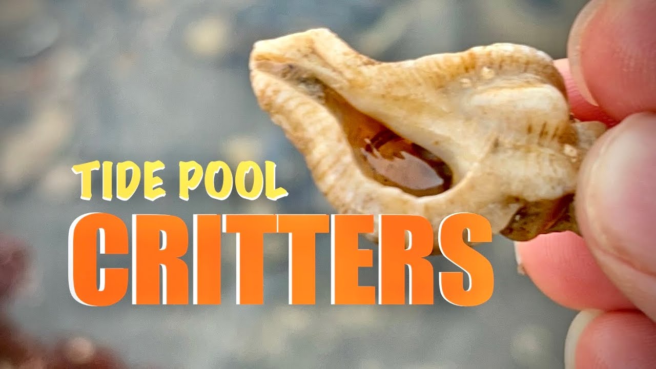 SEA HARE PARTY?! Releasing Tide Pool Creatures 🌊
