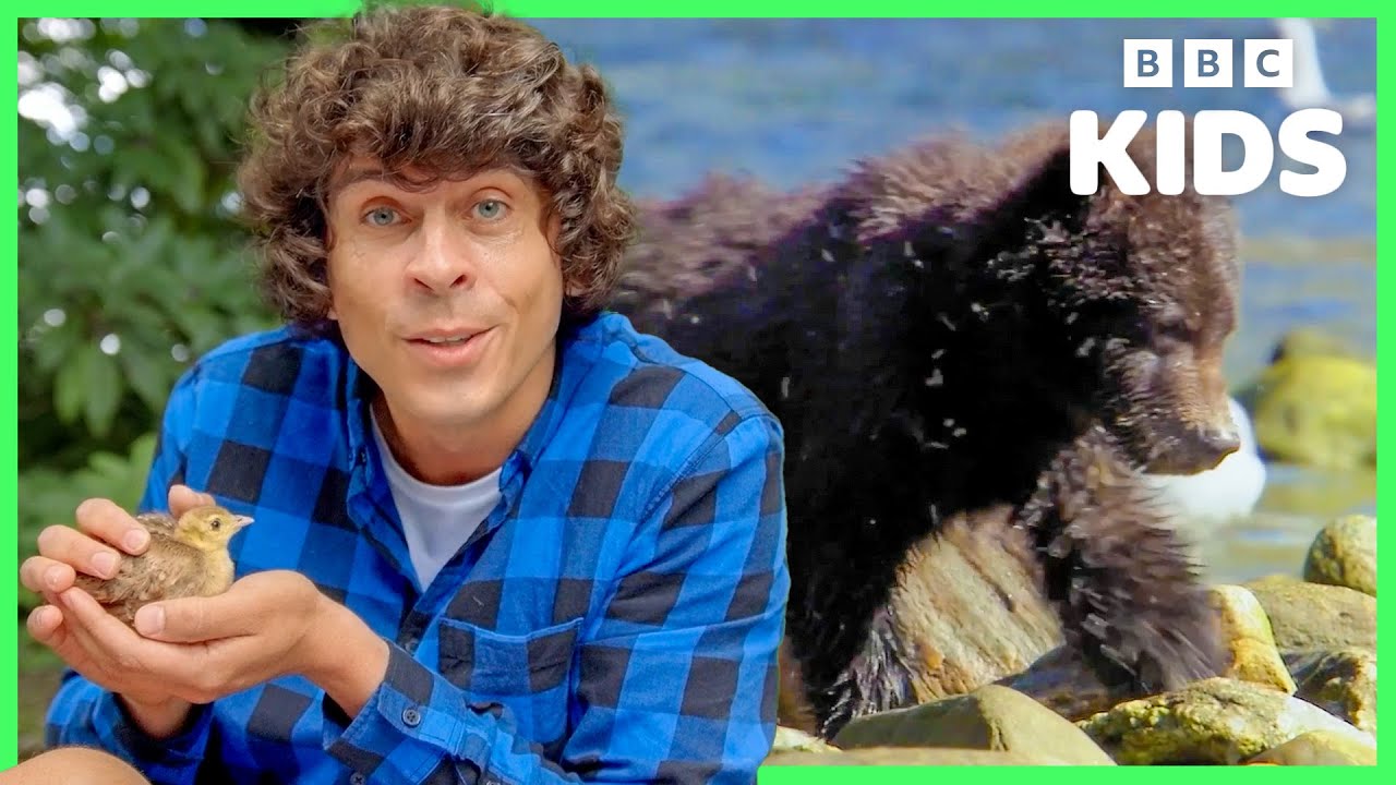 Learn About Baby Animals: Kangaroos, Elephants, Penguins & More! | Andy's Adventures | BBC Kids