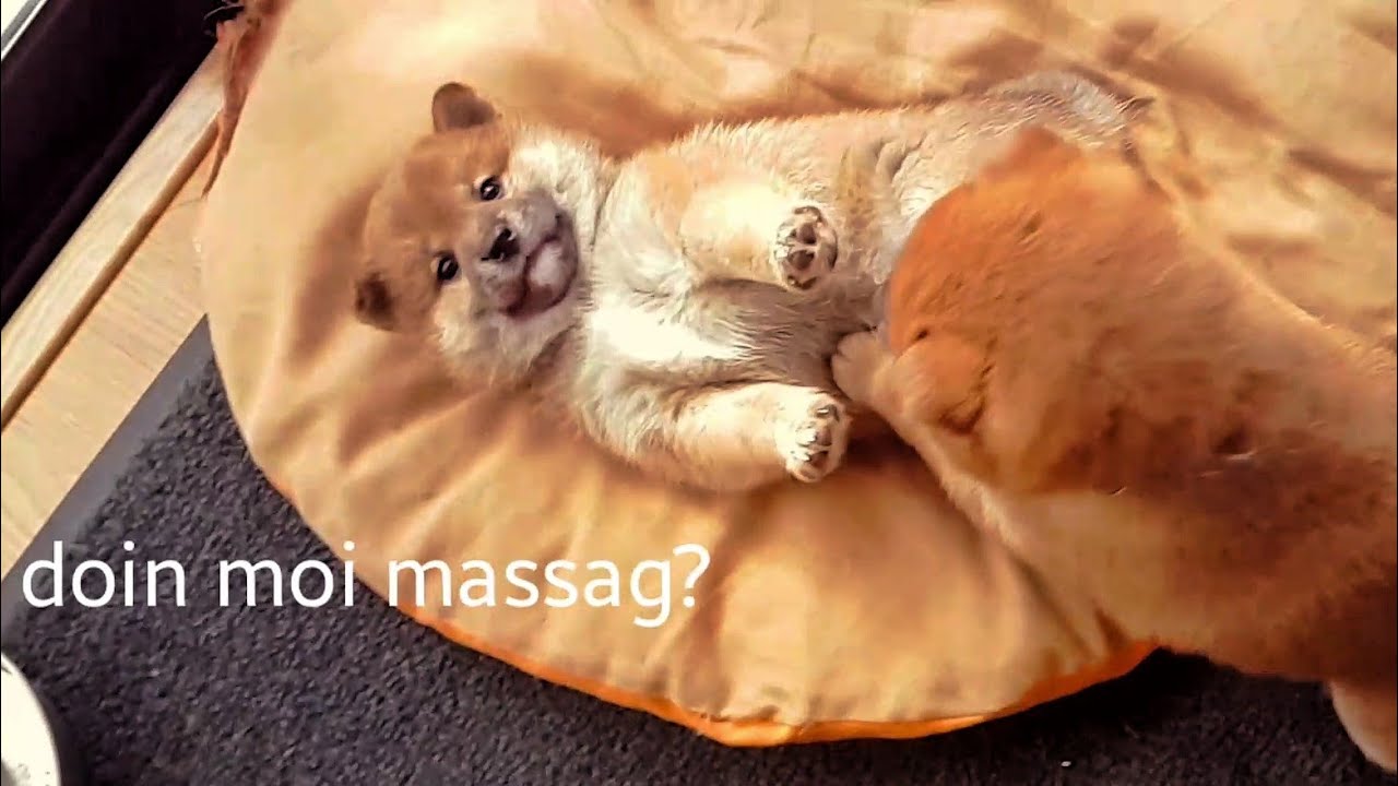 My life is potato. Ep 10 / Shiba Inu puppies