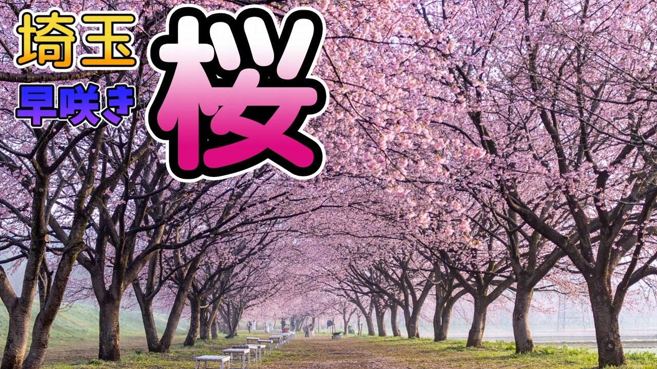 【埼玉】早咲きの桜｜青毛堀川の河津桜【久喜市】｜榛の森公園【深谷市】｜北浅羽桜堤公園【坂戸市】｜くぬぎの七曲【ときがわ町】｜密蔵院【川口市】｜川口元郷駅【川口市】｜Cherry Blossoms