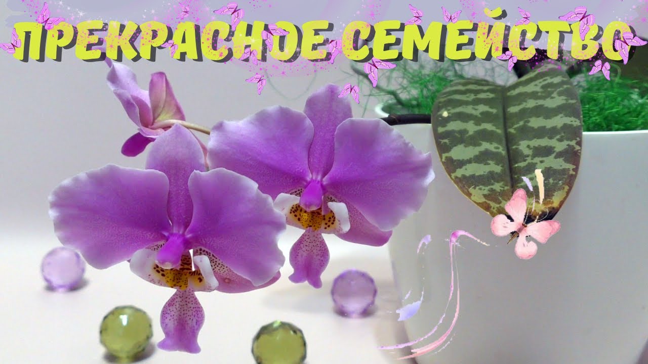 Орхидейные дочки-матери. Phalaenopsis schilleriana и гибриды с его участием в моей коллекции