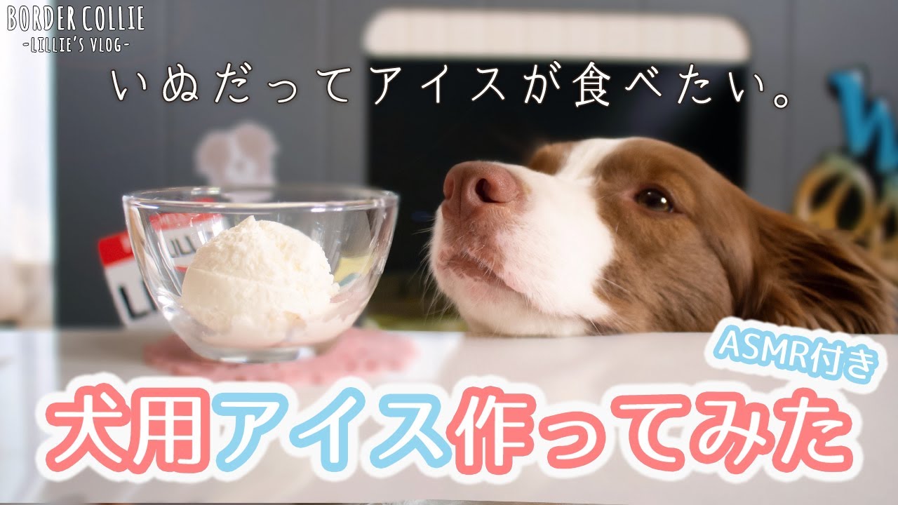 暑さが厳しい季節になってきたのでボーダーコリーにアイスを作って差し上げた / Ice cream that dogs can eat