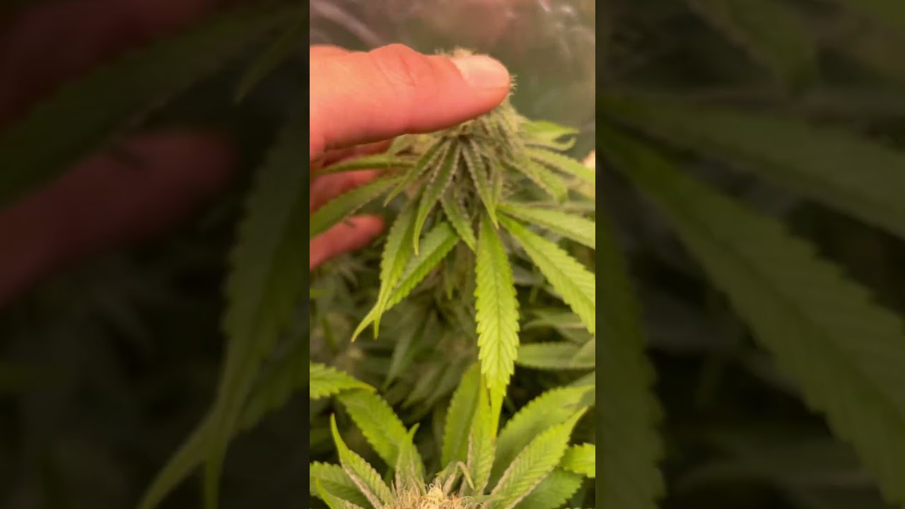 Runtz muffin by Barneysfarm day 34 definitely a keeper. Perfect leaf bud ratio and frost!