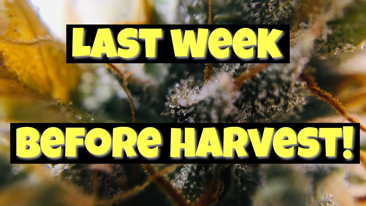 Start To Finish Autoflower Grow Week 13 - Finishing up