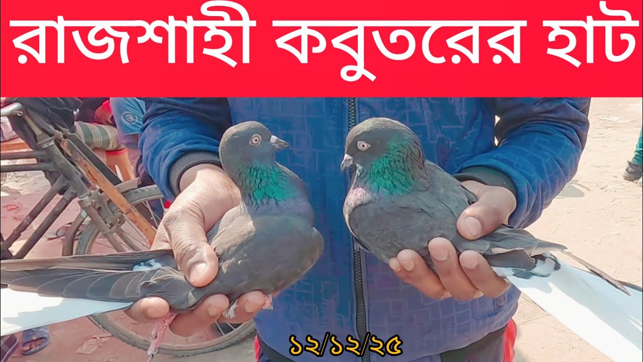 গিরিবাজ কবুতরের আপডেট বাজার দর জেনে নিন কাটাখালি হাট থেকে | Giribaj Pigeon | Katakhali Hat, Rajshahi