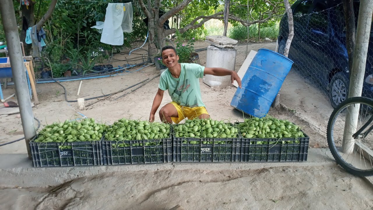 COLHEITA DO MAXIXE  *rotina de sexta-feira, vender no mercado*