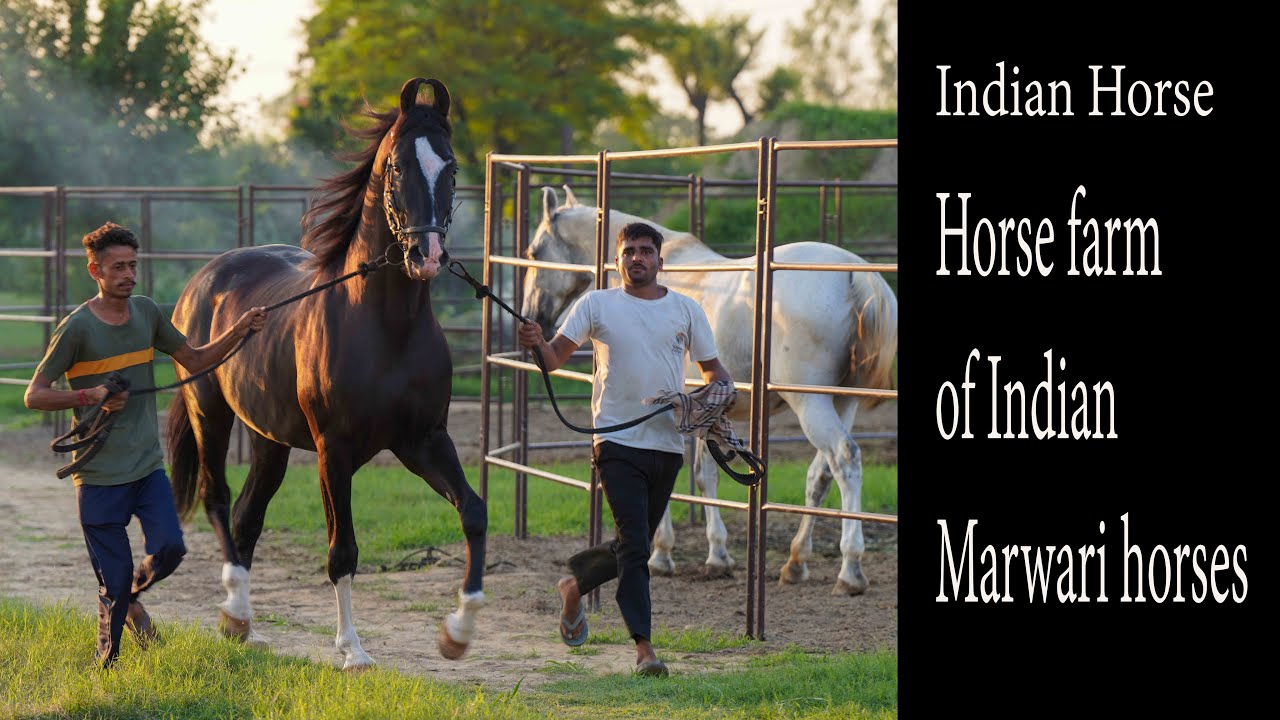 A busy day at a stud farm Horse farm of Indian Marwari horses