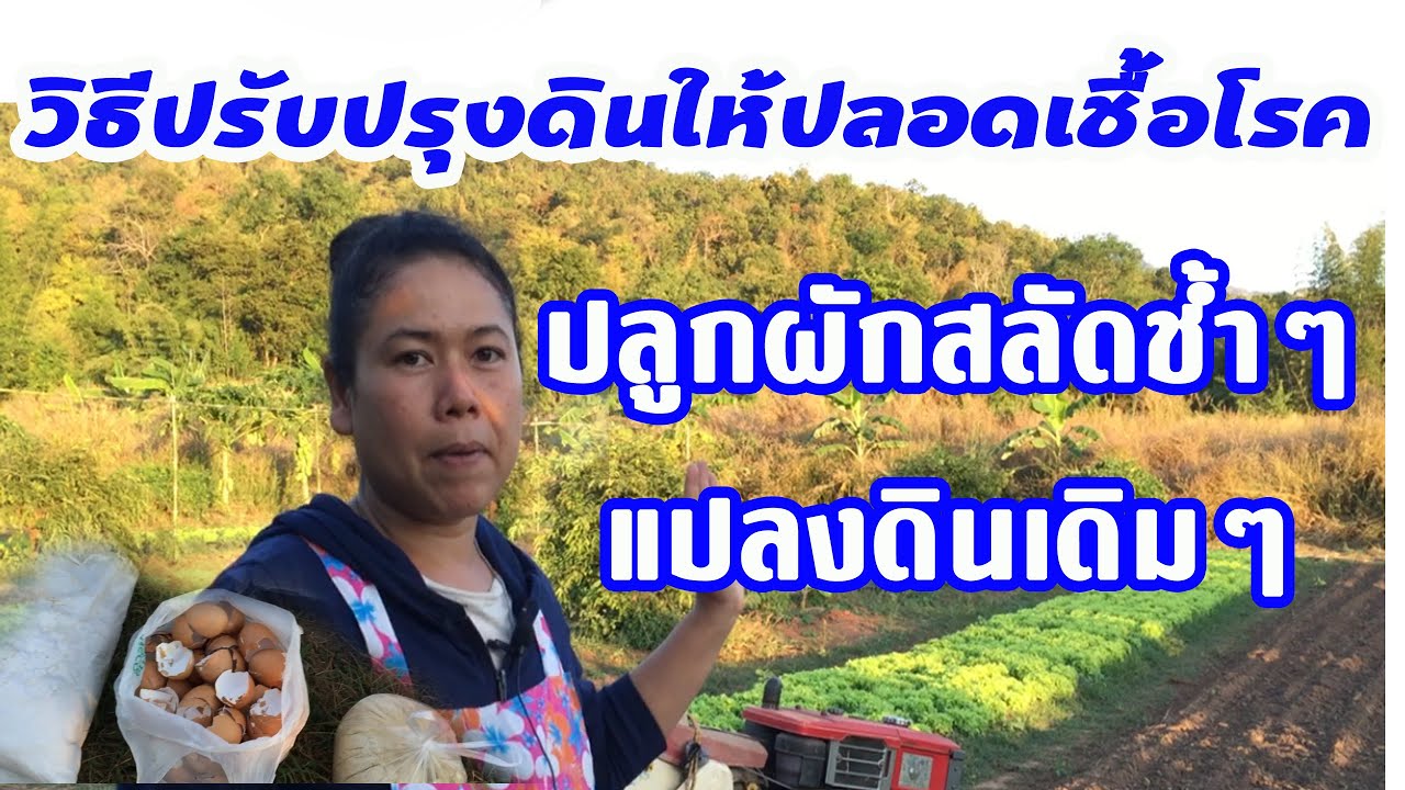ปลูกผักสลัดซ้ำๆแปลงเดิม ควรเตรียมอย่าไรให้ปลอดเชื้อโรค #หมูอ้วนชวนทำเกษตร#
