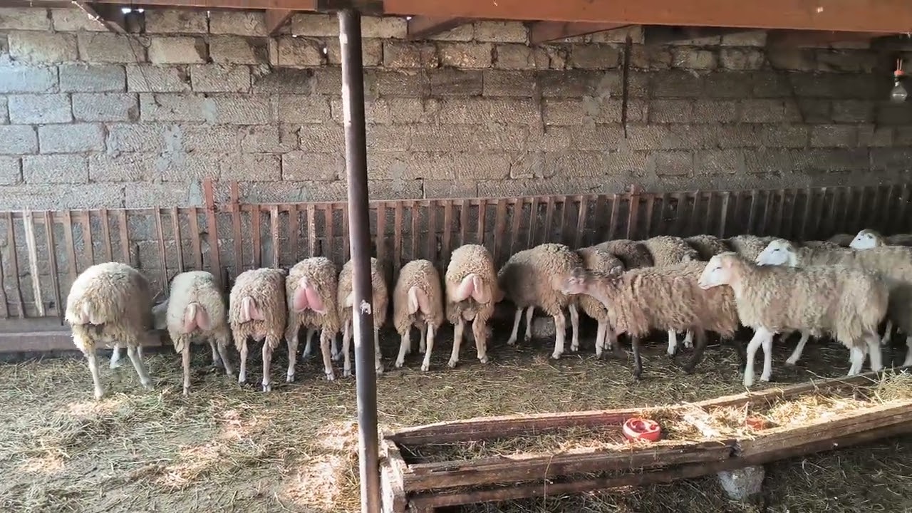 Quzuların səhər yemlənməsi. yalnız arpa.