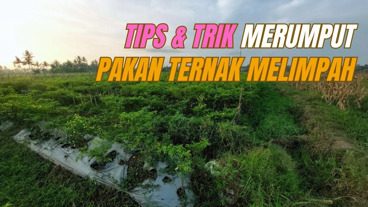 TIPS & TRIK MERUMPUT | PAKAN TERNAK MELIMPAH | #vlog 6