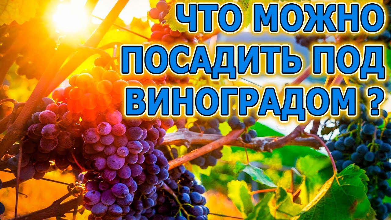 Посадите это под виноградом осенью для пользы и красоты! Вот что хорошо растет под виноградом.