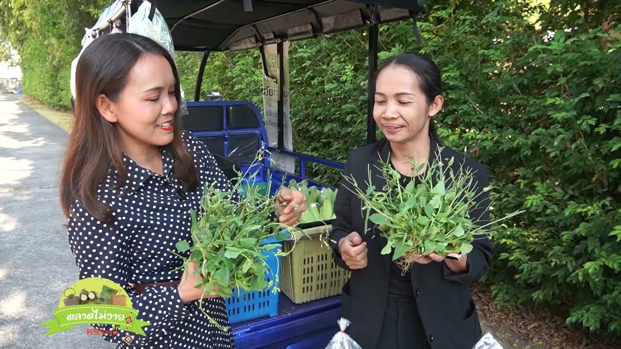 ตลาดไม่วายbyทีวีอีสานตอน  สามล้อปันสุข  เติมสุขภาพดี