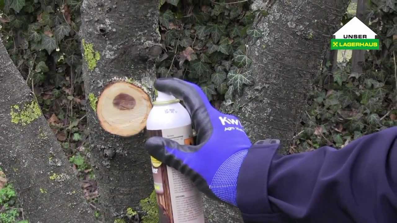 Gartentipp: &Auml;ste schneiden und Baumwunden behandeln