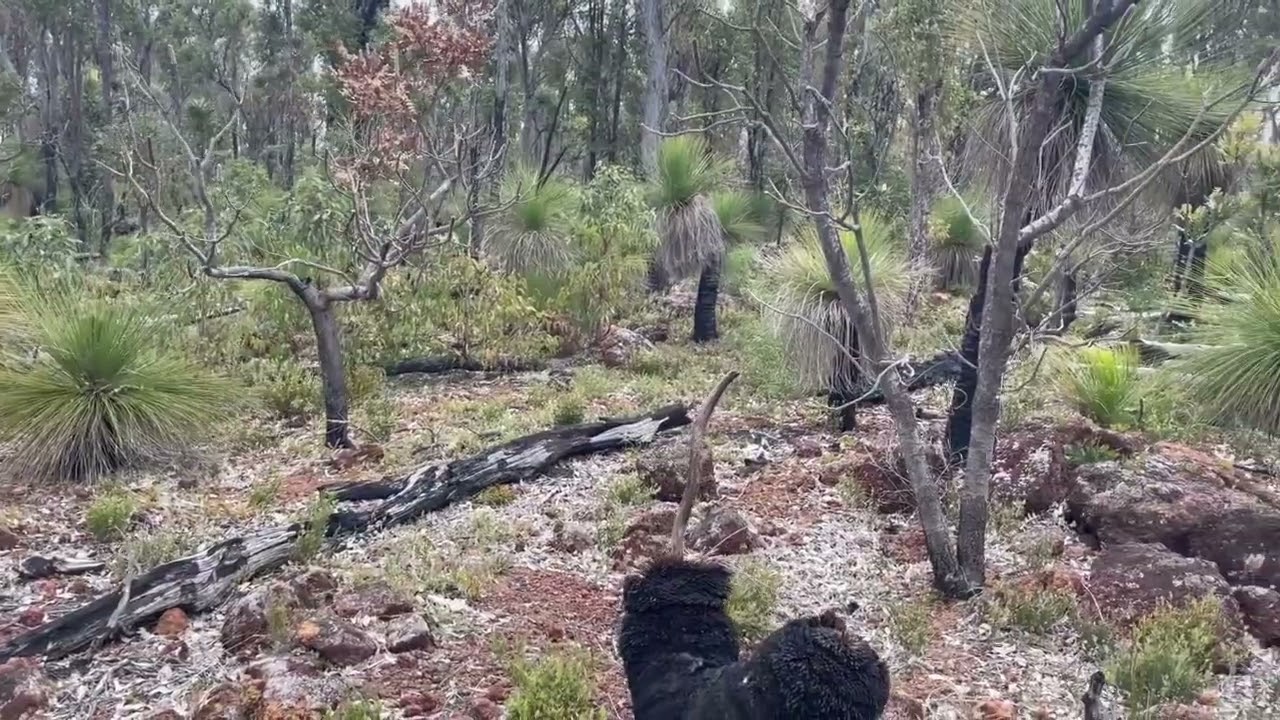 Active High Impact Dieback Site in the Jarrah Forest in the south -west of Western Australia