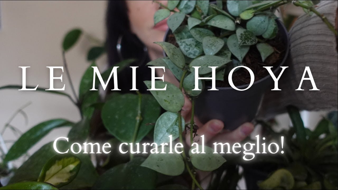 Le mie HOYA! Come curarle al MEGLIO!