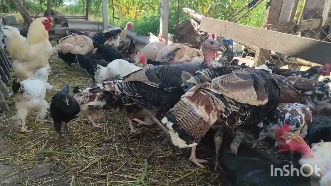 УТКА 5 КГ ЗА 60 ДНЕЙ! ПРАВДА ИЛИ МИФ? ОРВИЯ ИЛИ СТ-53. УТКА АДЕГЕЛЬ. МУСКУС ТЯЖЕЛОЙ ЛИНИИ