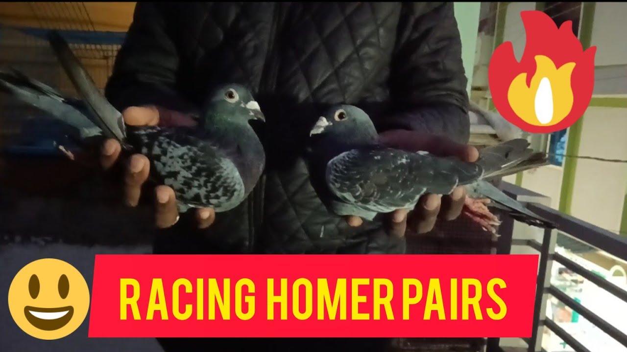 Racing Homer pair for Sale in Bangalore, Karnataka.#racinghomerpigeon #pigeonlover #birds