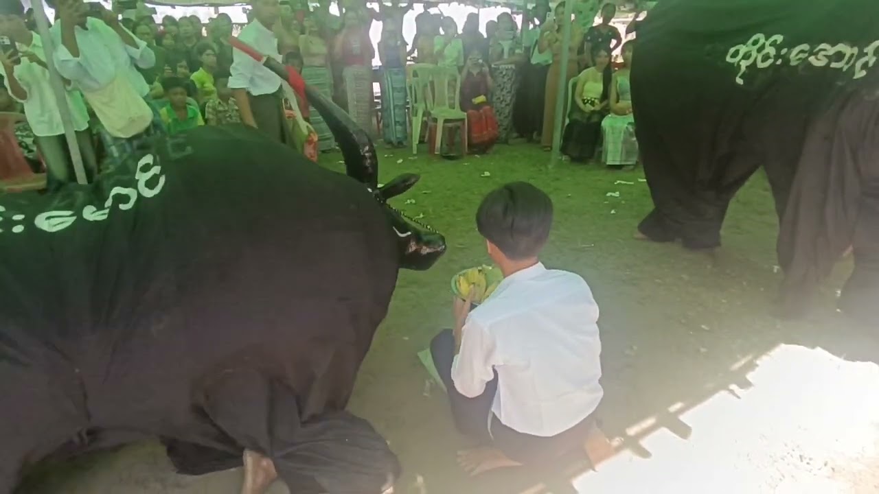 စက်ရုံကထိန်မှာကပြထားတာပါ #တိုင်းအောင်တိုင်းမောင် #ကျွဲညီနောင် #