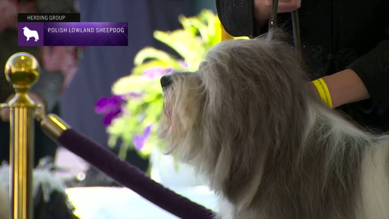 Polish Lowland Sheepdogs | Breed Judging 2023