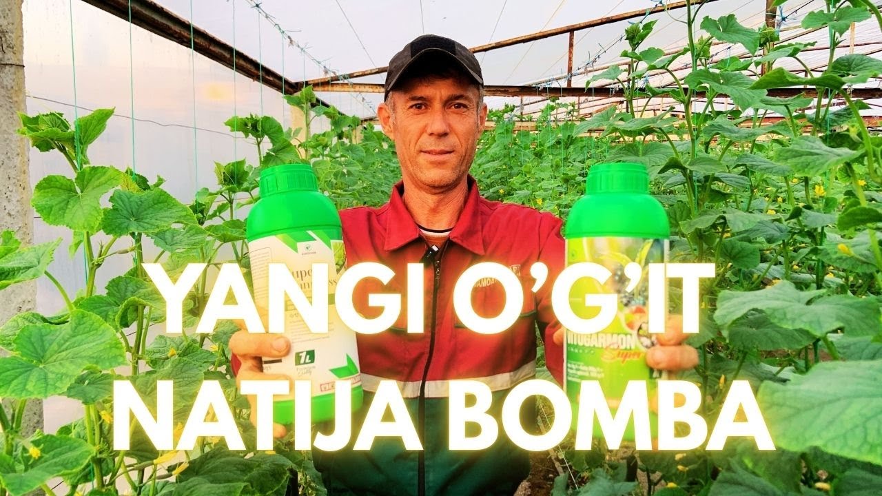 ЯНГИ ЎҒИТ НАТИЖА БОМБА | YANGI O'G'IT NATIJA BOMBA