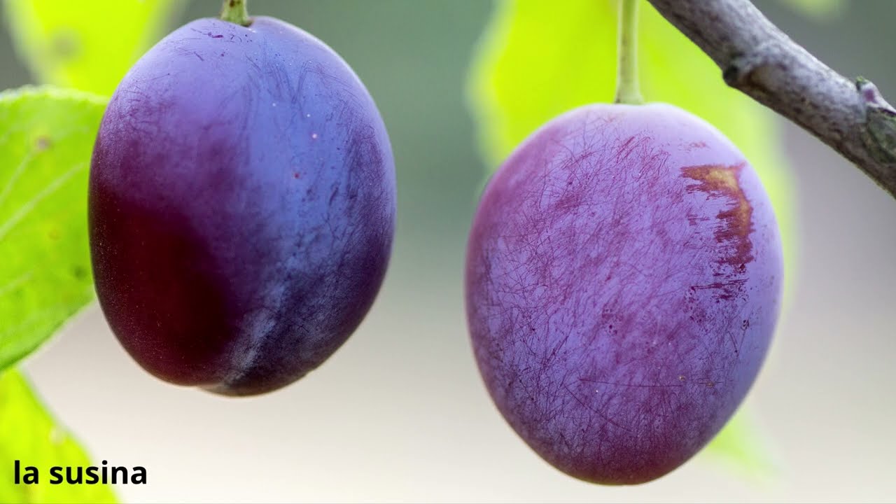 Tutti i nomi della FRUTTA