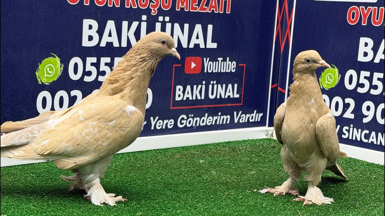 🏆❗👑 Canlı Güvercin Mezatı #Mezat BAKİ ÜNAL 🏆❗👑