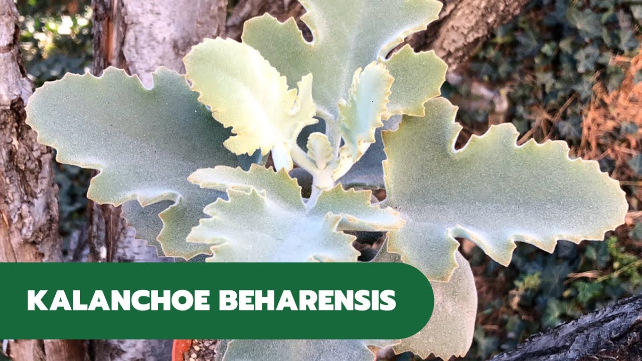 KALANCHOE BEHARENSIS | Oreja de Elefante 🐘
