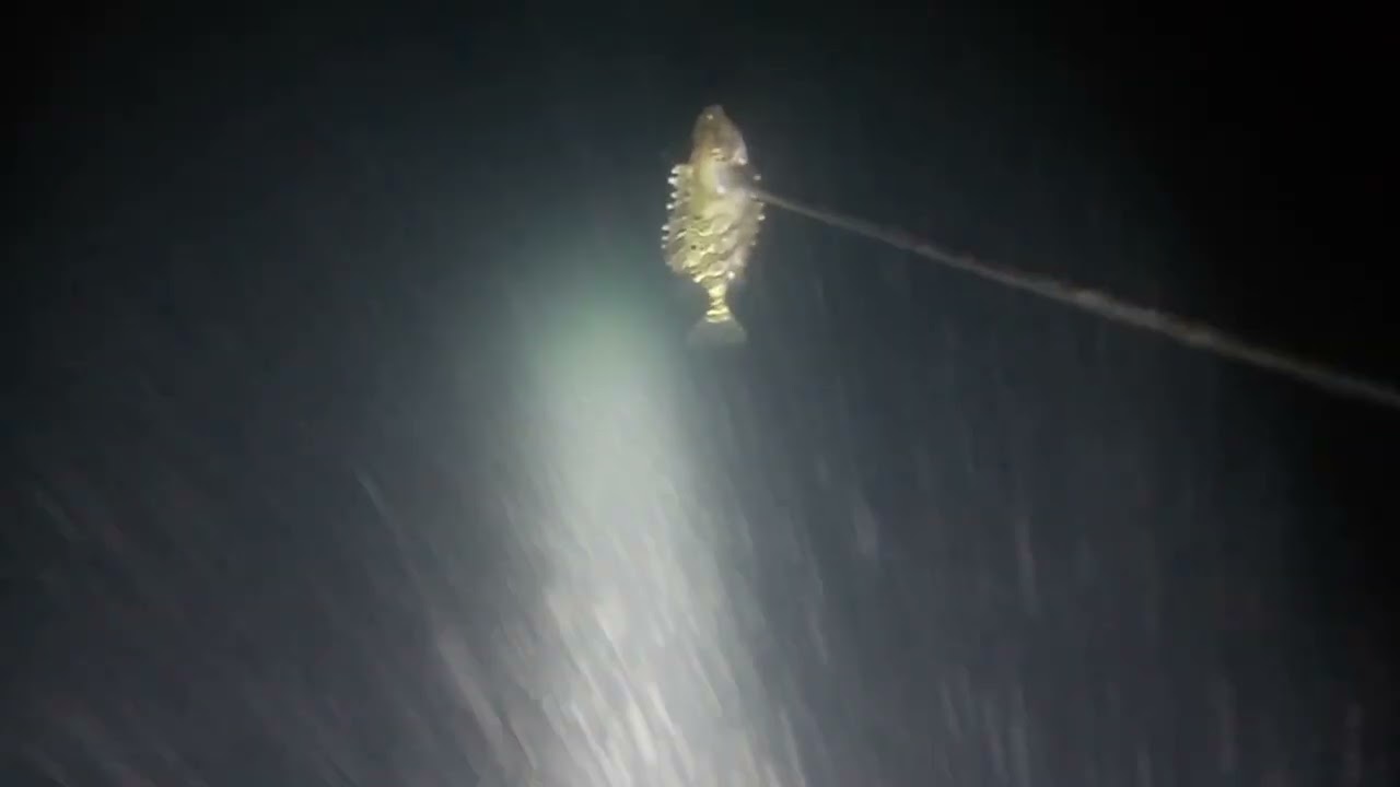 Night dive..Kuridas lang muna dahil walang sampa na malalaki 