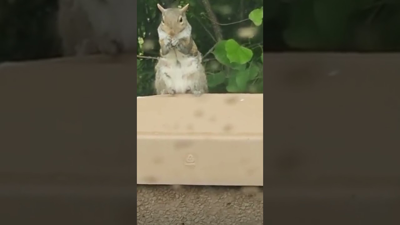 The biggest squirrel in the world 😂