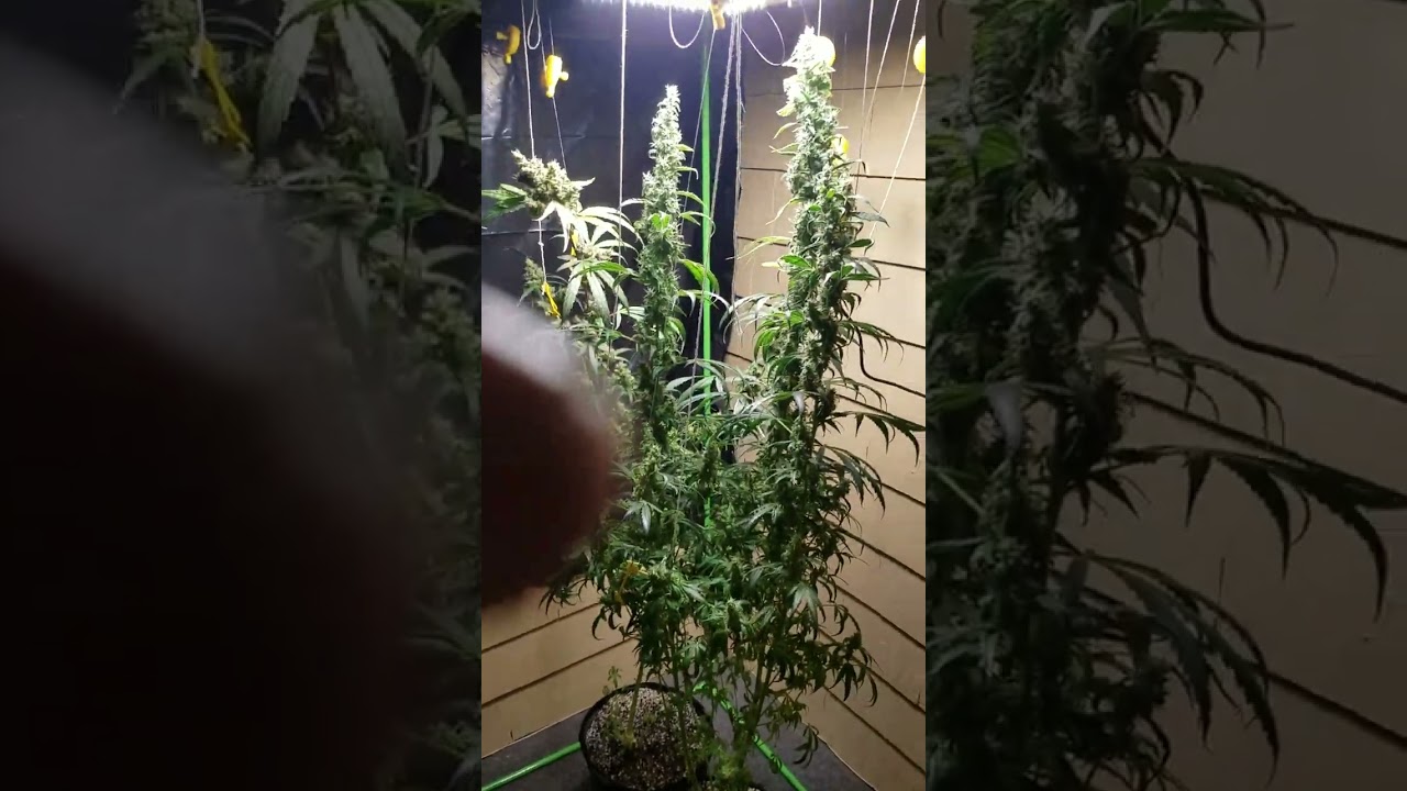 partial harvest
