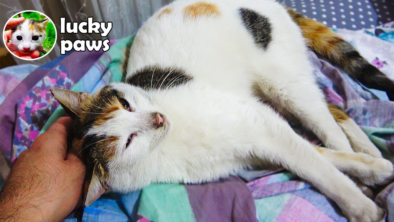 Помоги мне! Бедный кот не может ходить |Спасение кошки, которая не может ходить и изменение ее жизни