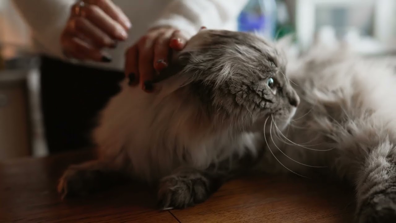 Abschied von der Katze: Liebevoll begleiten | Landtiere