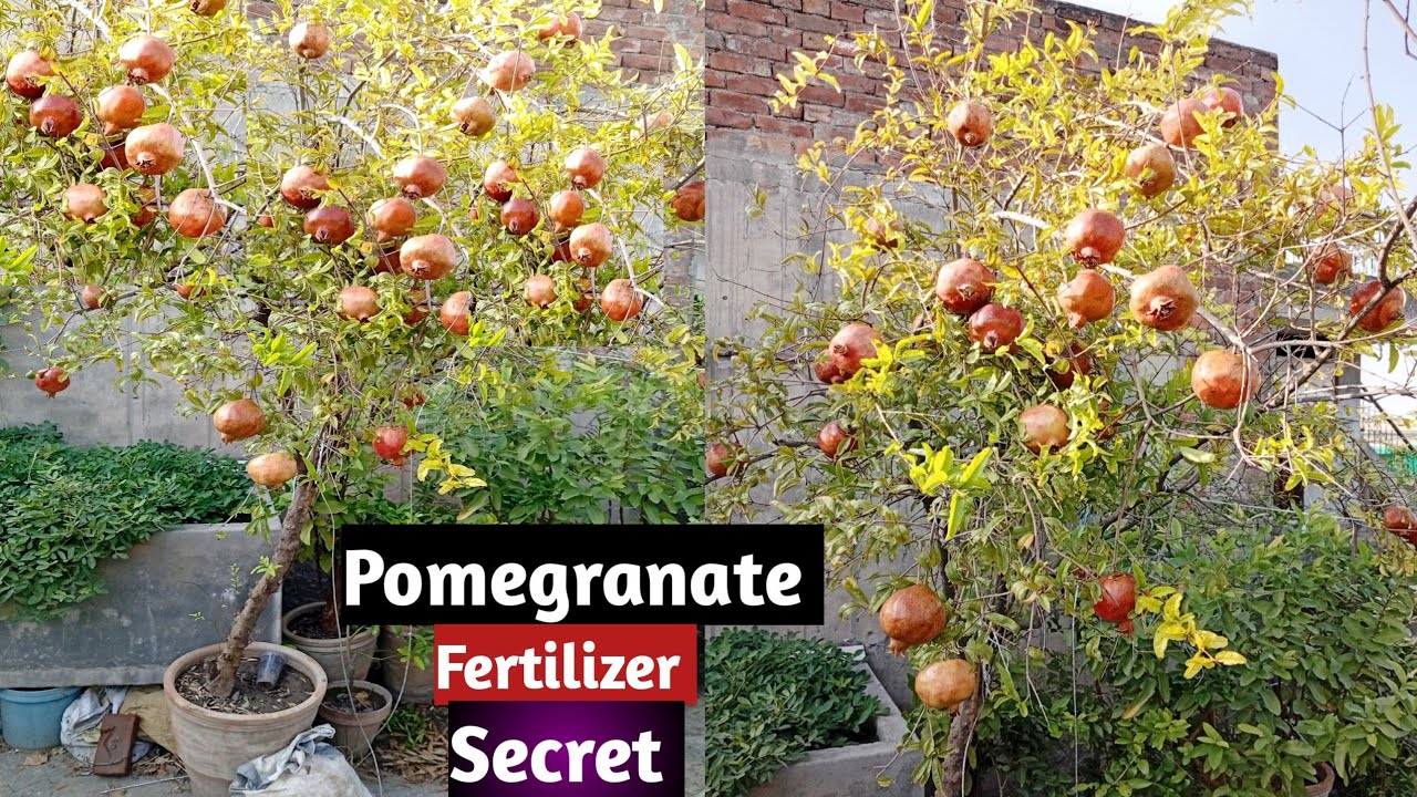 Pomegranate  Fertilizer Secret | Anar Plant Growing At Home | Pomegranate Tree Flowers but no fruits