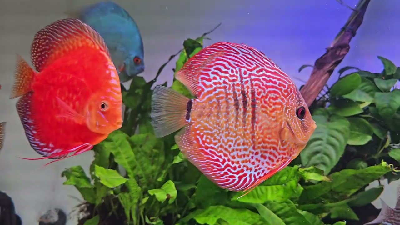 FILTRACION Y CUIDADOS PECES DISCO 
