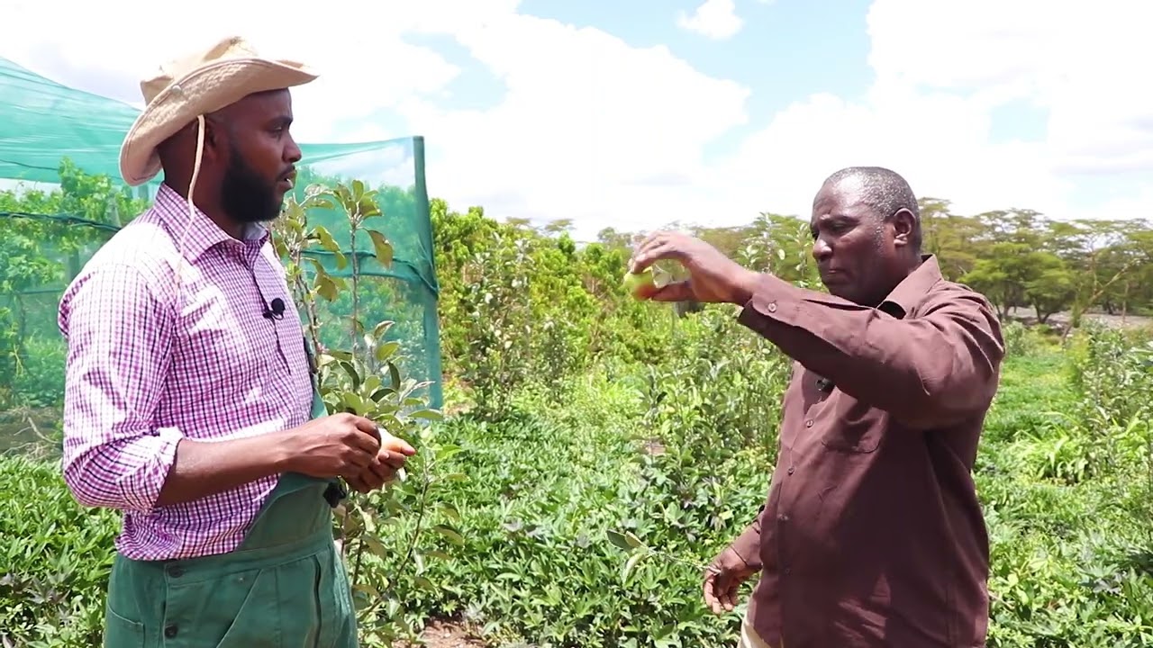 Wambugu Apple Farm open for public visits