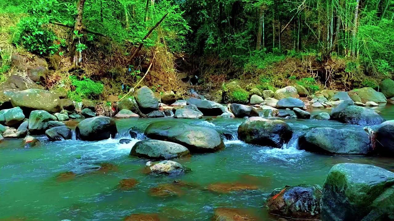Hidden Forest Ambience with Flowing River Sounds for Deep Sleep, Rest, and Natural Medicine