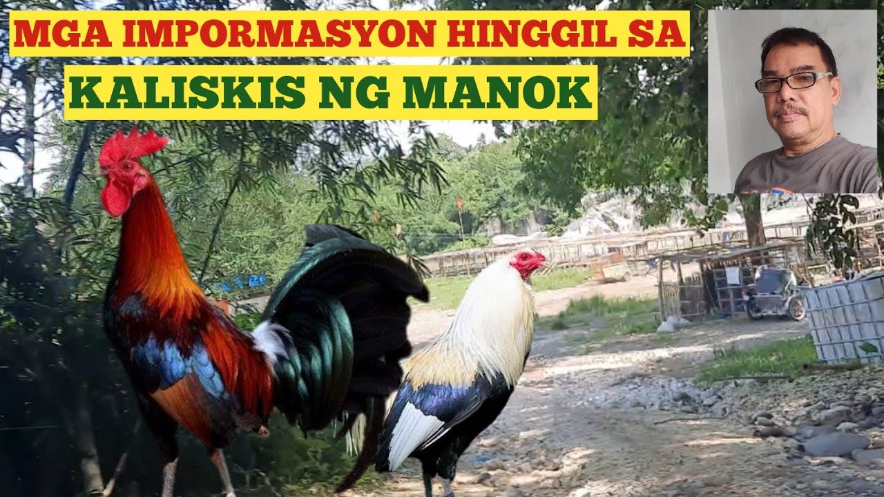 MGA IMPORMASYON HINGGIL SA KALISKIS NG MANOK