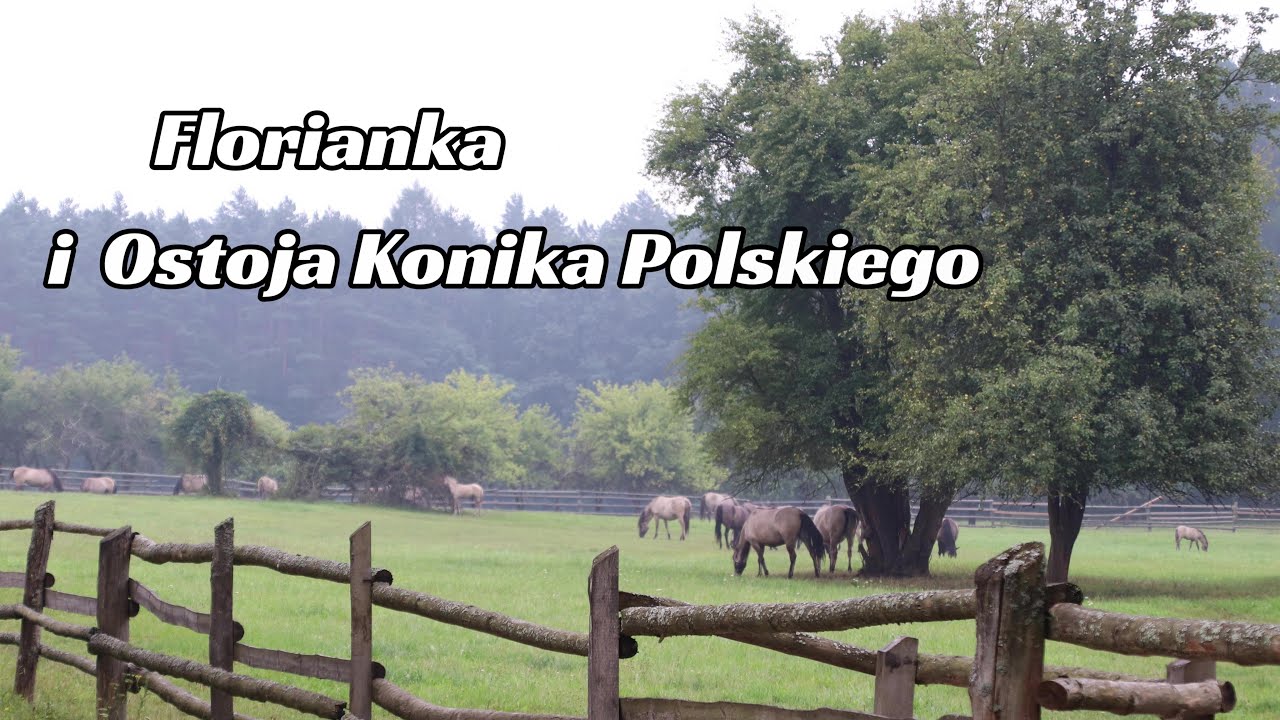 Florianka i Ostoja Konika Polskiego (wycieczka meleksem) (4k)