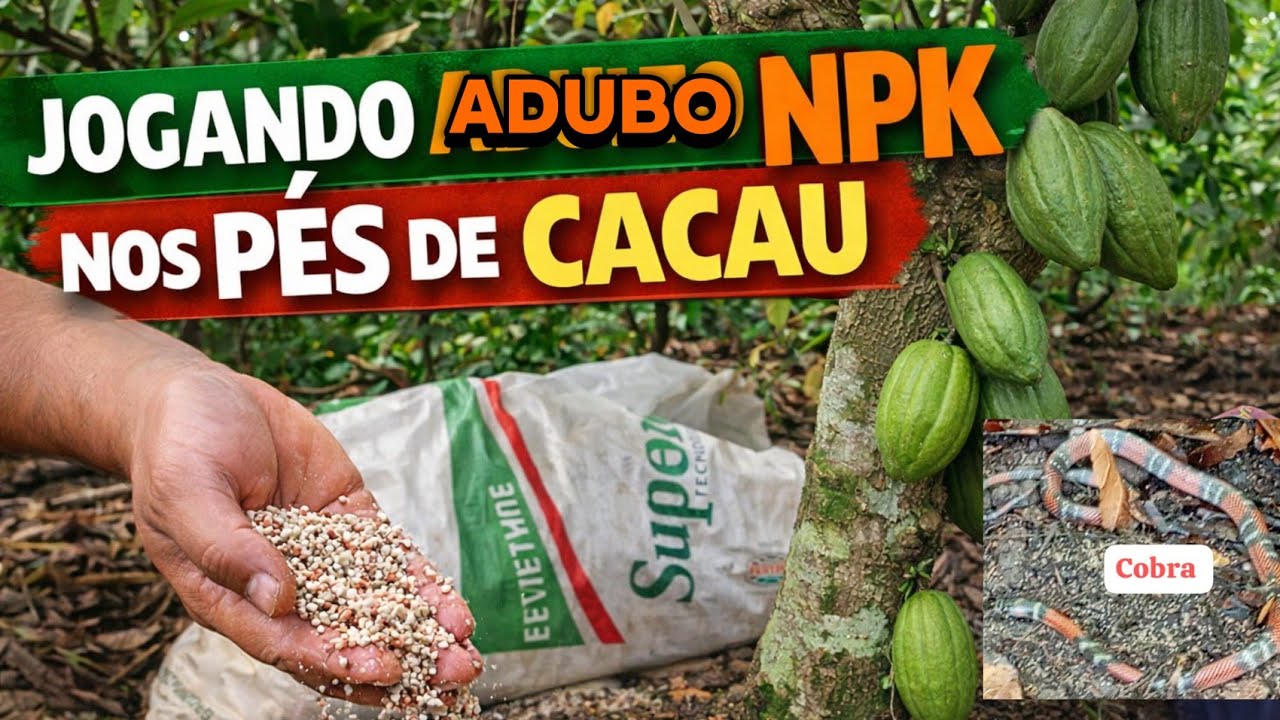 🍀 Jogando NPK nos pés de cacau e achamos uma cobra 😱😱🐍
